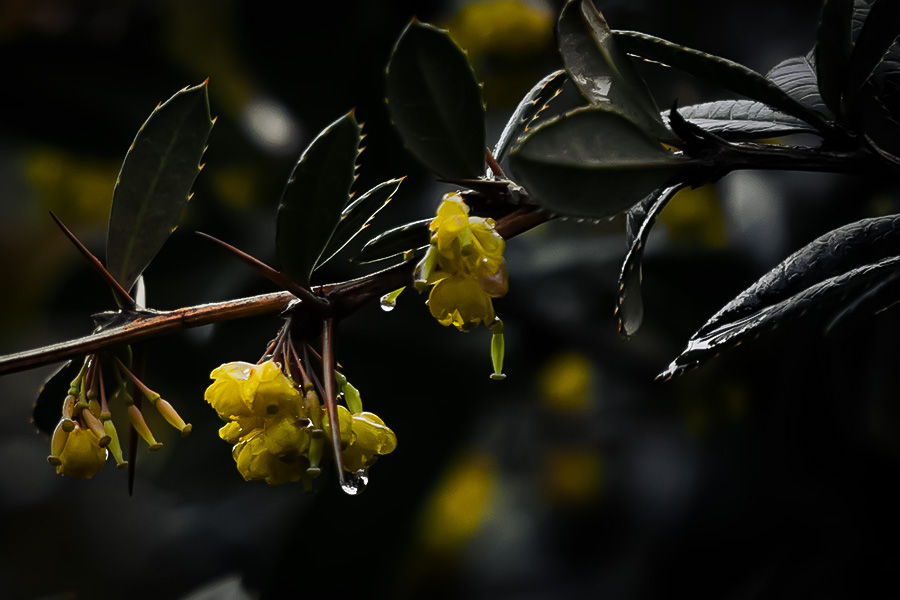 Makro Photography