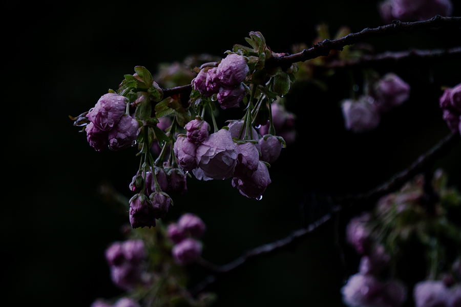 Macro