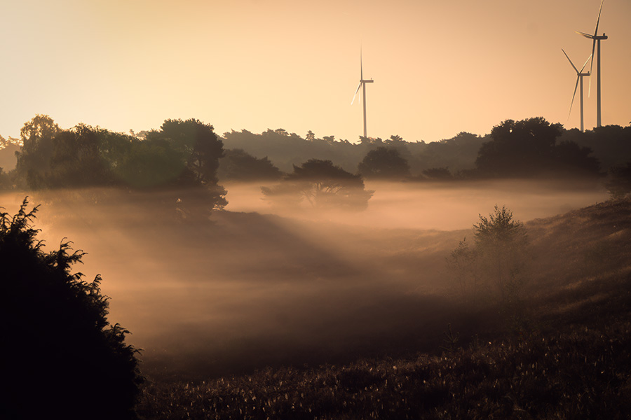 Morgendunst über der Heide