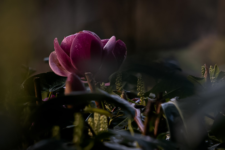 Magnolia Dreams