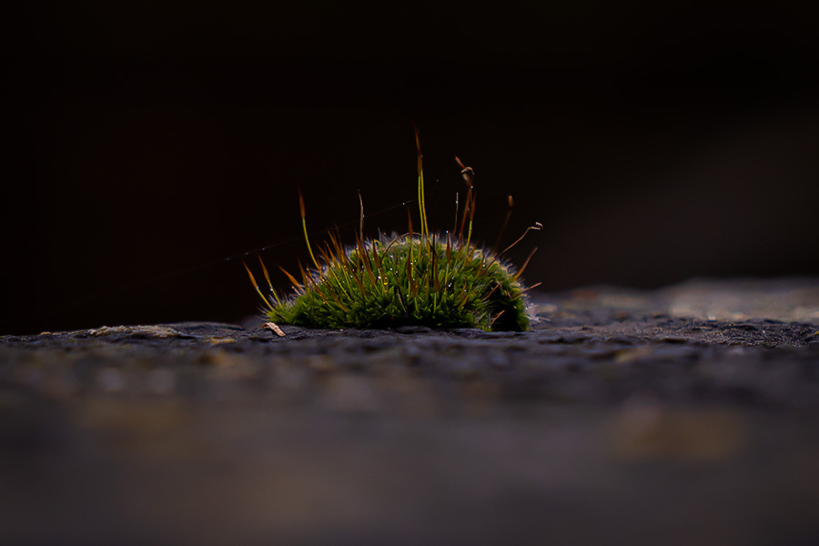 Tiny Wilderness