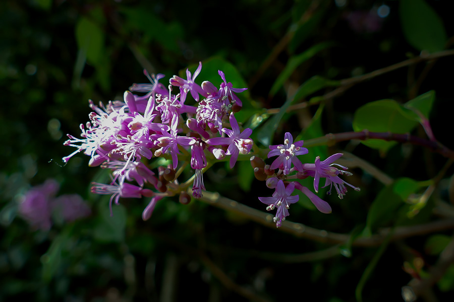 Delicate Harmony