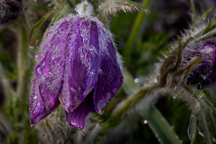 Macro