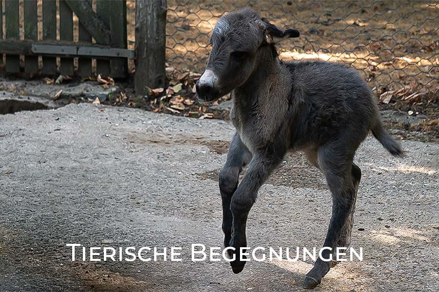 Biotopwildpark Anholter Schweiz